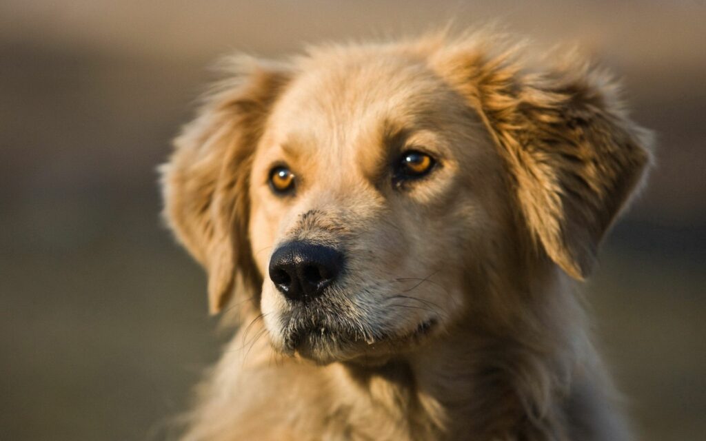Golden Retriever Close-Up: Soft Ears & Expressive Eyes Wallpaper