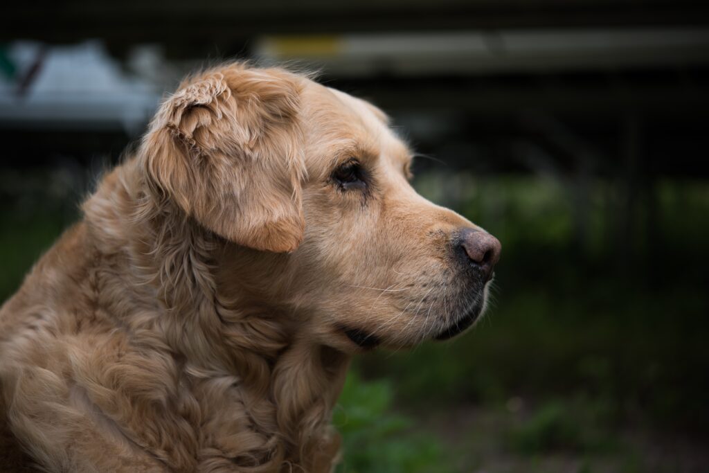 Close-Up of Golden Retriever: Lush Fur & Expressive Eyes Wallpaper