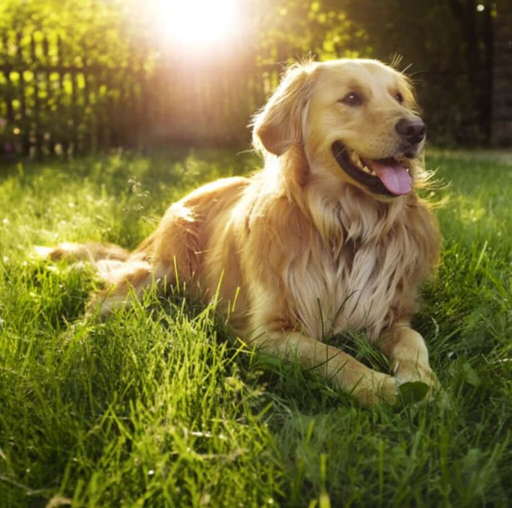 Golden Retriever Relaxing in Sunlit Lawn - Heartwarming Wallpaper