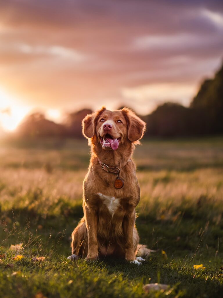 Golden Retriever at Sunset: Serene Wallpaper for Dog Lovers