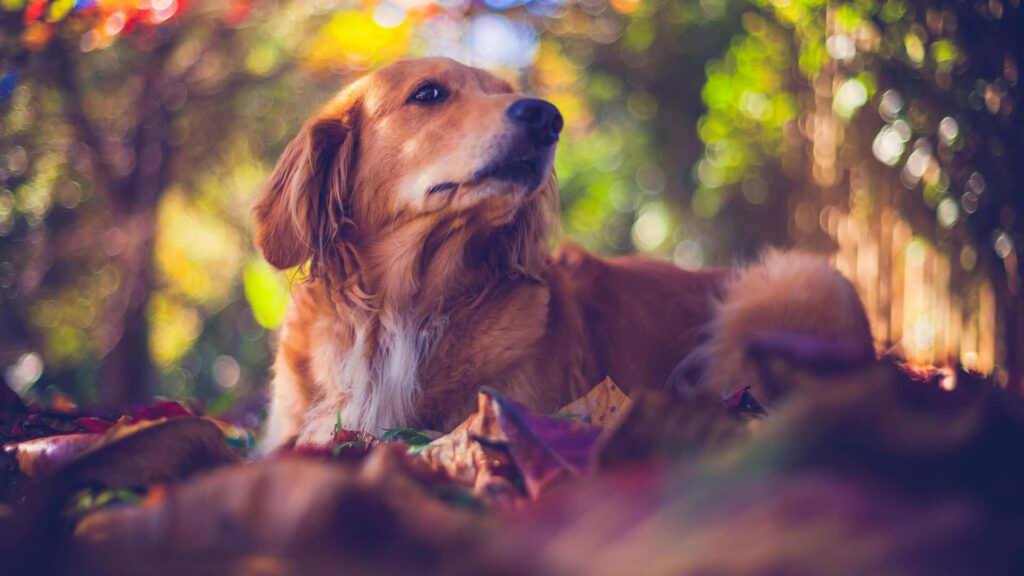 Golden Retriever Outdoor Wallpaper: Cozy Autumn Foliage Scene