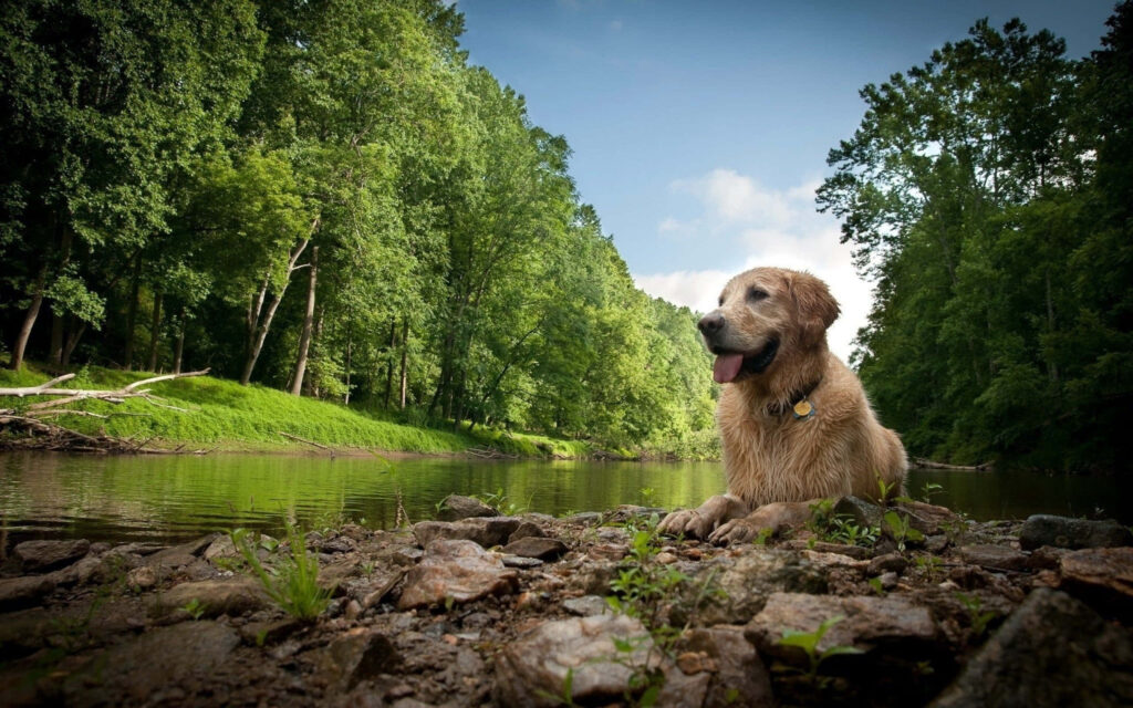 Heartwarming Golden Retriever Wallpaper at Serene Rocky Riverside