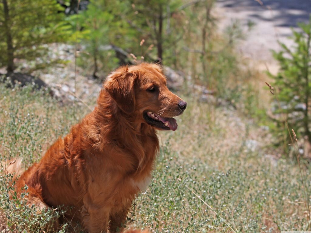 Golden Retriever in Lush Green Field: A Peaceful Scene Wallpaper