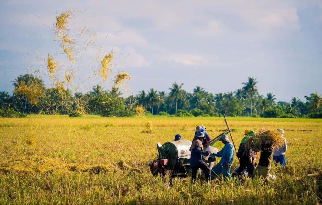 Farmers using mechanical thresher in golden rice field with scattered grain and palm trees Wallpaper