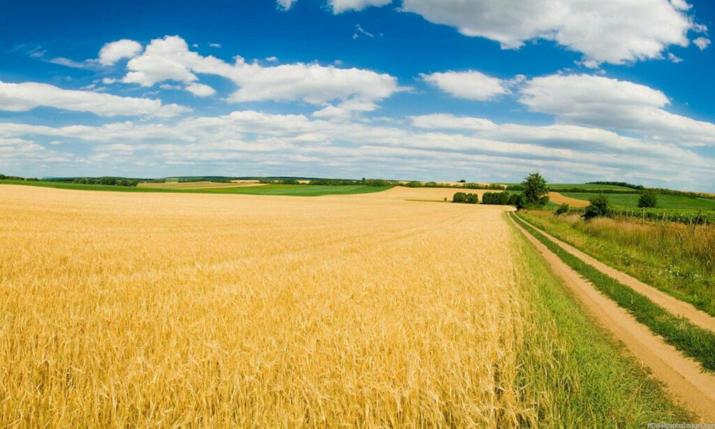 Golden rice paddy field beside dirt road under blue sky with clouds agricultural landscape background Wallpaper