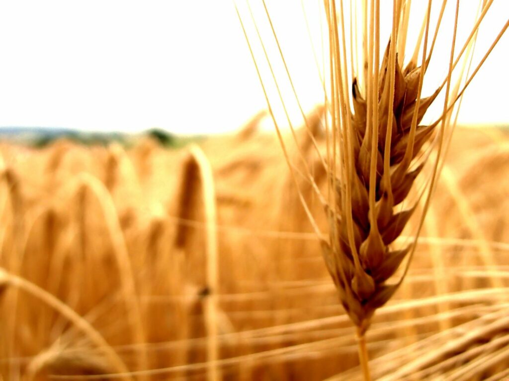 Golden Rye Close-Up: Serene Nature Wallpaper Background