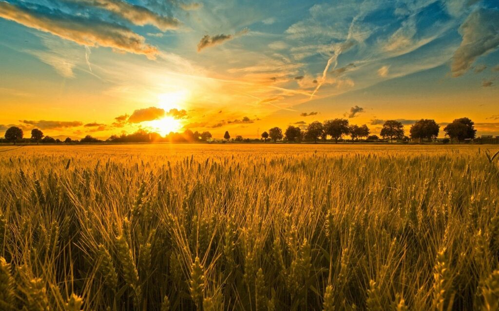 Golden rye field at sunset with warm orange light and distant tree silhouettes wallpaper background