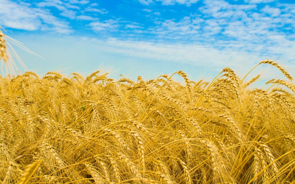 Golden ripe rye field under blue sky with soft clouds showcasing abundant harvest season Wallpaper