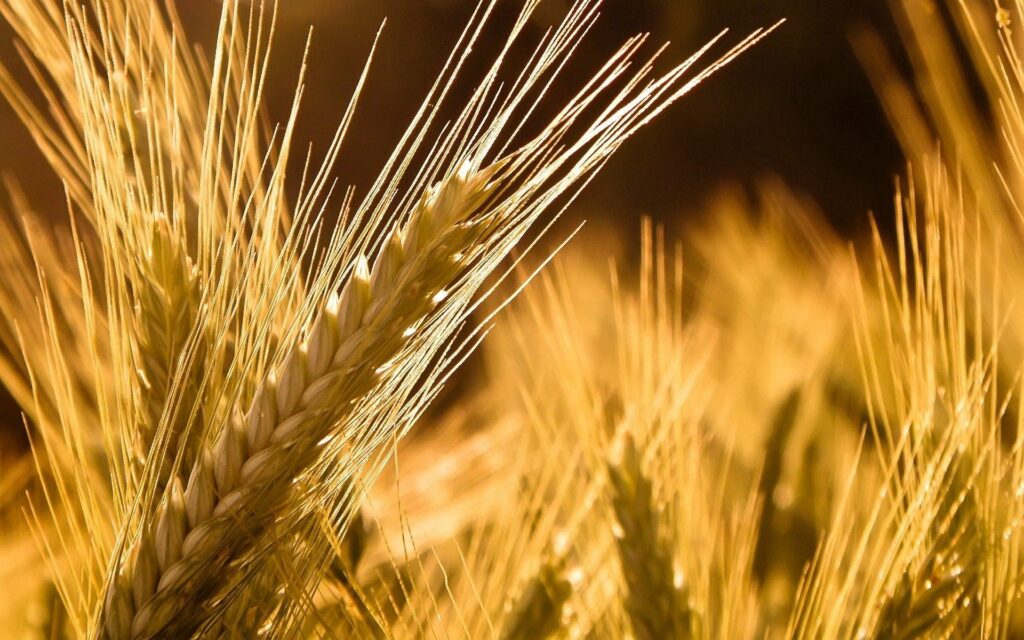 Golden Rye Field Wallpaper: Sunlit Ears of Corn, Serene Atmosphere