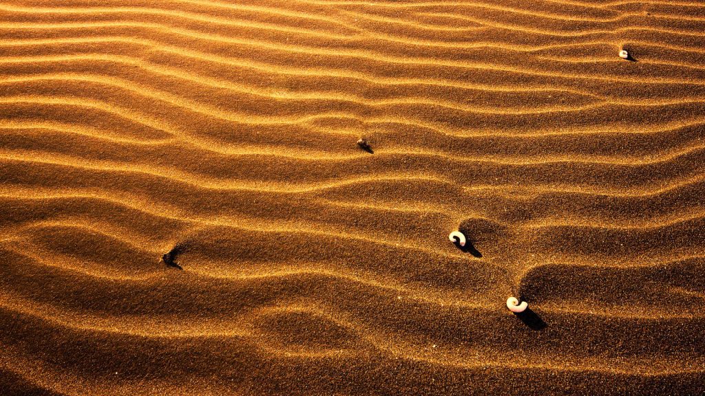 Golden sand dunes with ripples and white seashells in warm sunset light textured wallpaper