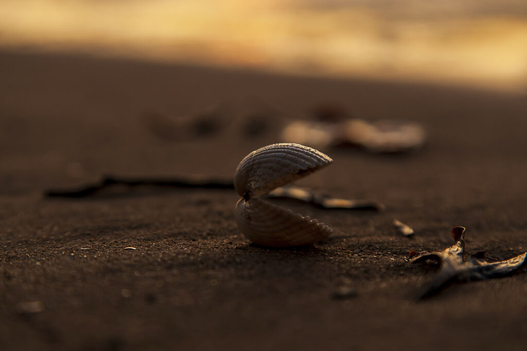 Close-up of seashell on sandy beach with golden tones and soft focus peaceful coastal texture Wallpaper