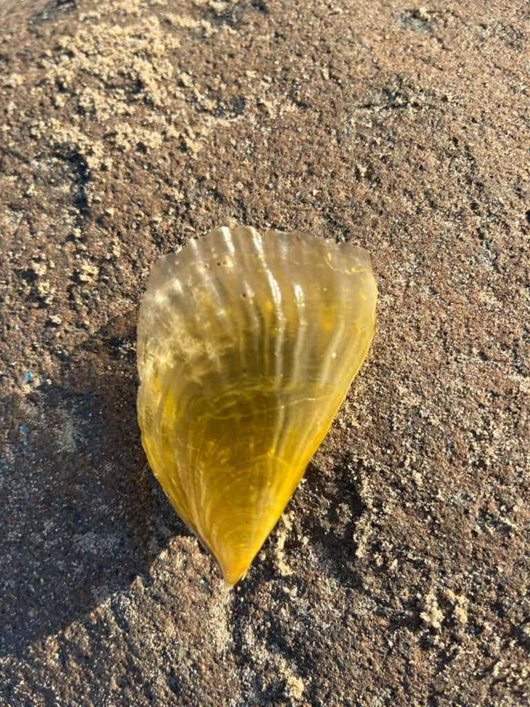 Golden seashell on sandy beach with natural sunlight highlighting its vibrant texture wallpaper