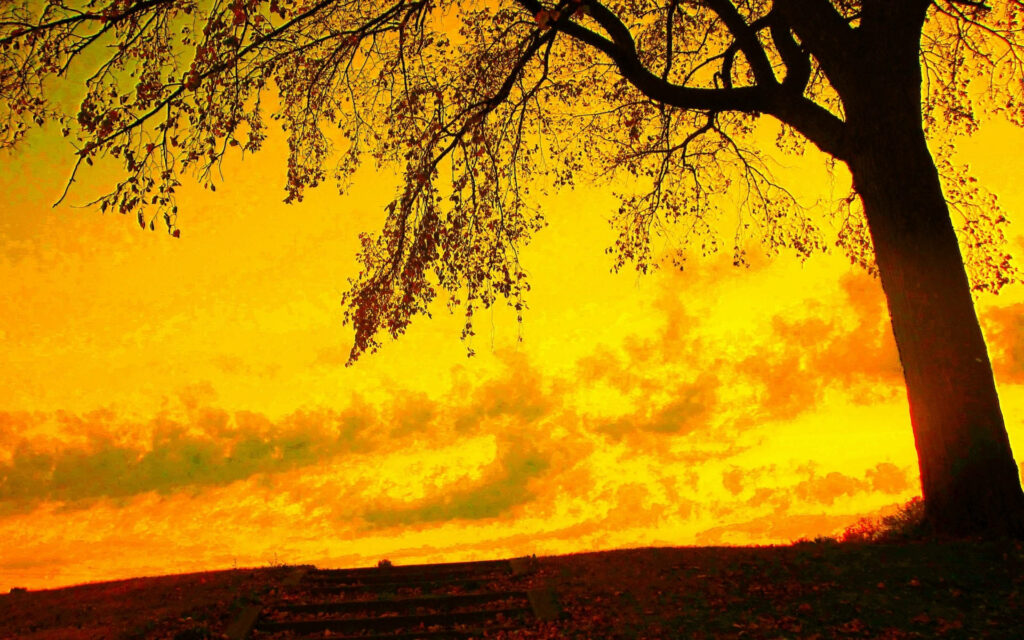 Autumn Splendor: An Idyllic Field with a Majestic Tree Under a Vibrant Golden Sky Wallpaper