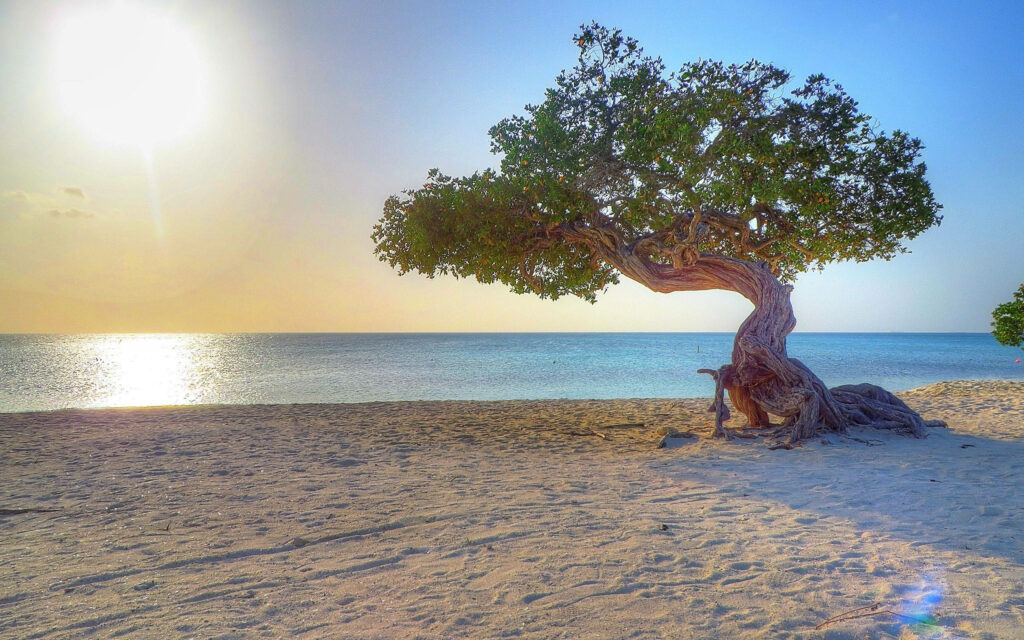 Sunset Serenade at Aruba's Sandy Beach: The Majestic Divi Divi Tree Takes Center Stage Wallpaper