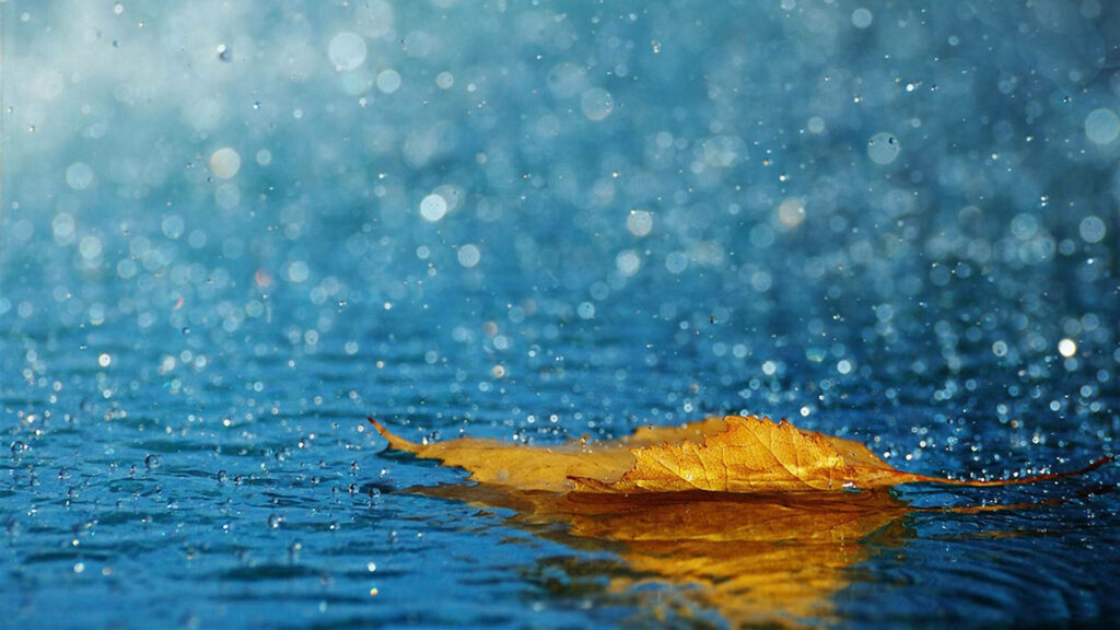 Serenity in the Rain: HD Wallpaper Showcasing a Floating Yellow Leaf on Water