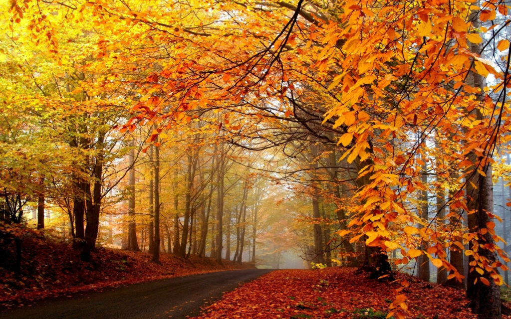 Enchanting Autumnal Scene: Sabaduri Forest's Golden Canopy Blankets the Earth with a Palette of Amber and Tawny Wallpaper
