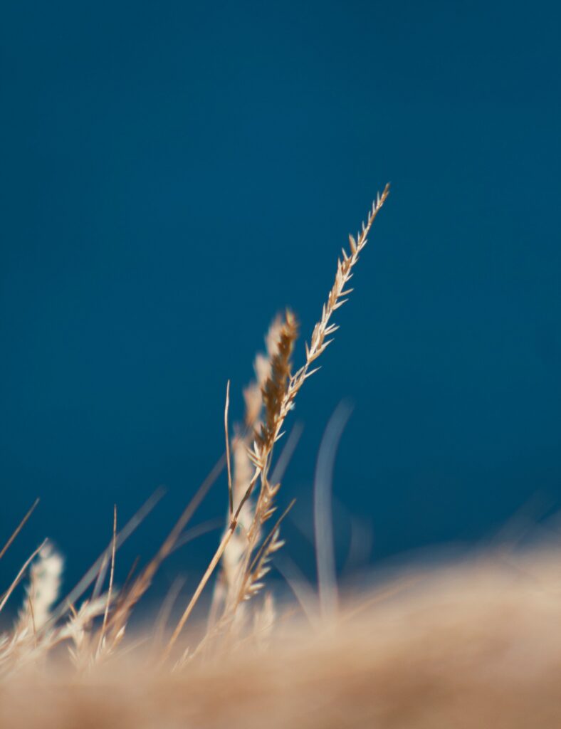 Golden Spikelets Close-Up: Serene Nature Wallpaper Background