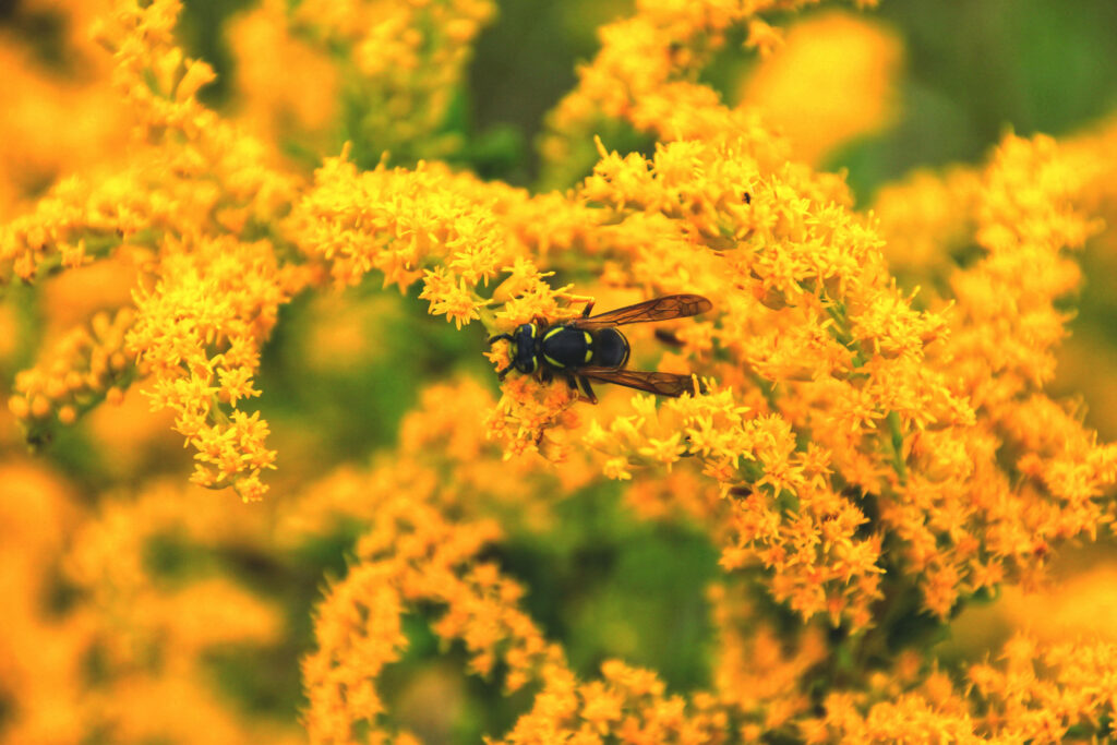 Radiant Goldenrod: A Captivating Autumn Desktop Landscape with Wasp Accent Wallpaper