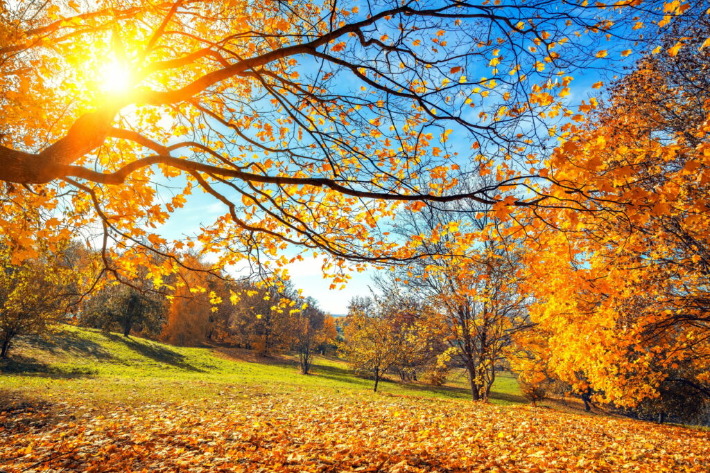 Golden Canopy: Warmth and Beauty of Autumn in the Countryside Wallpaper