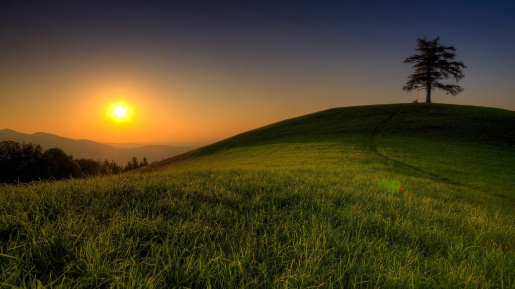 Solitary tree on lush green hill at sunset peaceful summer evening wallpaper background