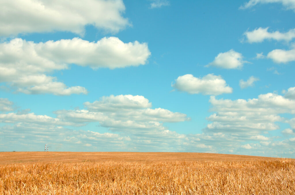 Golden field under bright summer sky with white clouds peaceful sunlit landscape background Wallpaper
