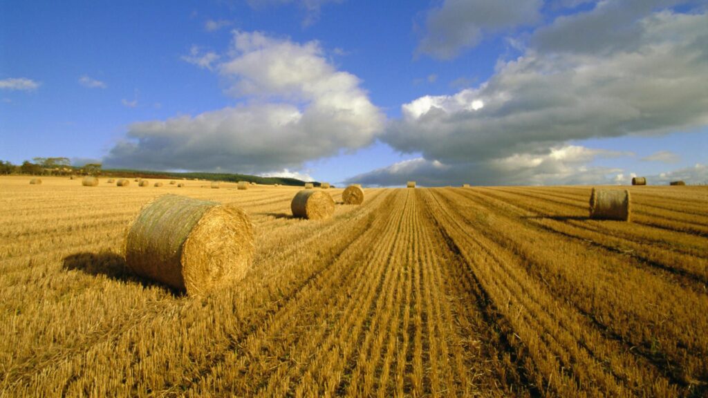 Golden summer field with round hay bales under dramatic clouds rural agricultural landscape Wallpaper