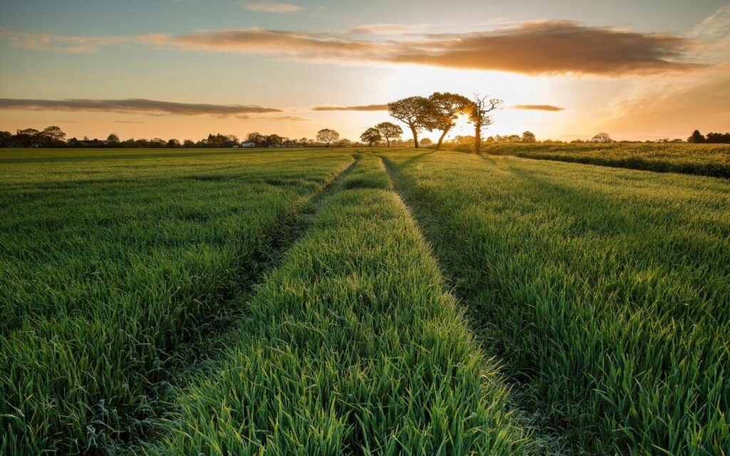 Lush green field with road traces leading to trees under a warm golden summer sunset sky Wallpaper