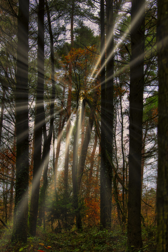 Golden sun rays stream through autumn forest trees creating a tranquil vibrant woodland scene Wallpaper