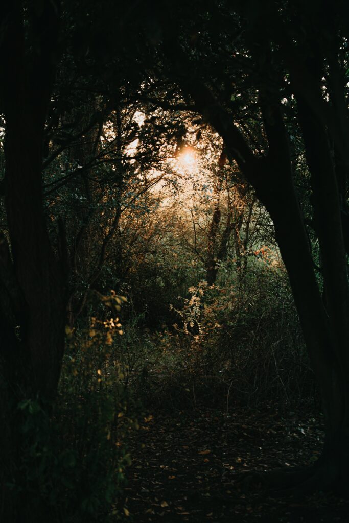 Sunlight through dense forest trees casting warm golden light on lush green foliage serene scene Wallpaper