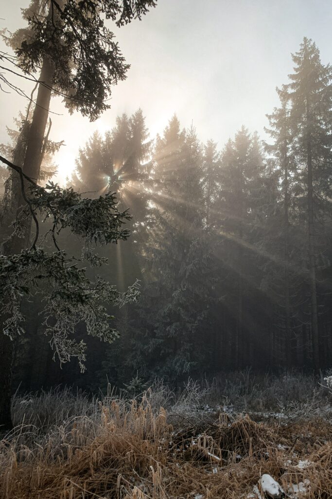 Sunlight filters through evergreen trees lighting frosty grasses in a serene winter forest scene Wallpaper