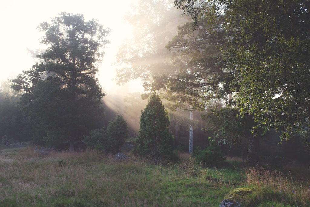 Golden sun rays shining through tall forest trees over lush green grass in peaceful morning light Wallpaper
