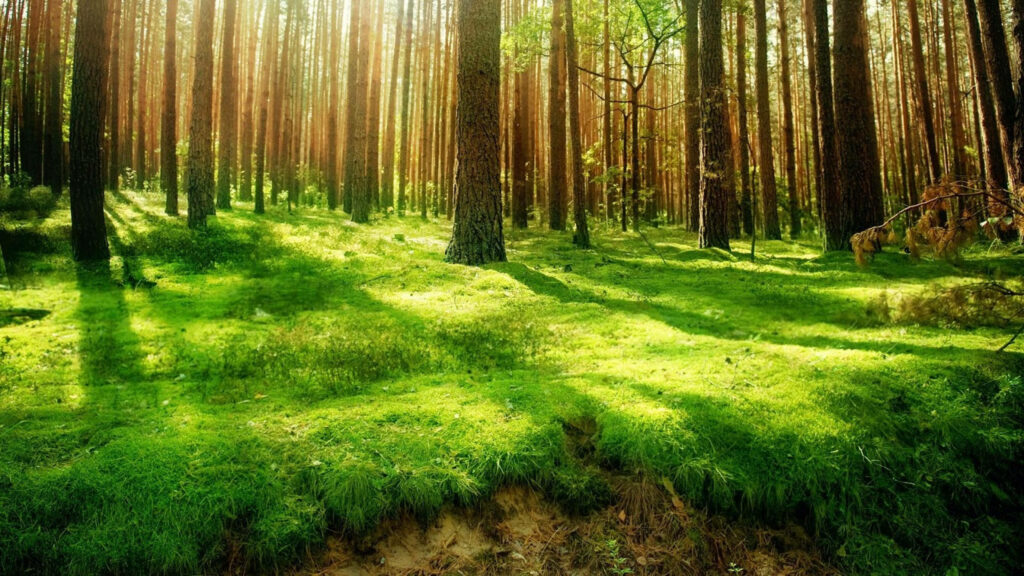 Sunlit Serenity: Tranquil Forest Sunrise Enchants 3840x2160 Monitor Background Wallpaper