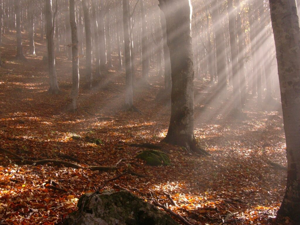 Sunbeams shining through autumn forest trees casting golden light on fallen leaves and sticks Wallpaper