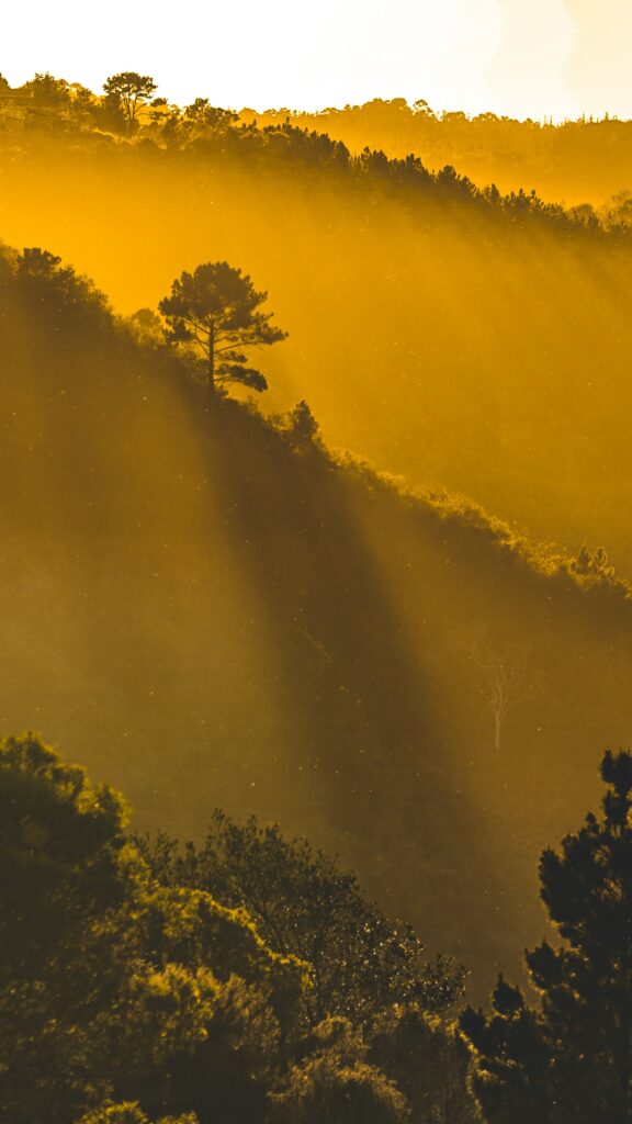 Serene forest landscape with golden sunlight tall trees mist warm tranquil nature wallpaper background