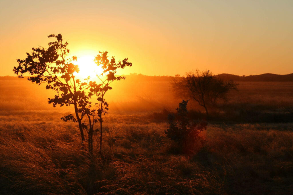 Golden sunlight over Australian Outback shrubland with shadows from sparse trees and tall grasses Wallpaper
