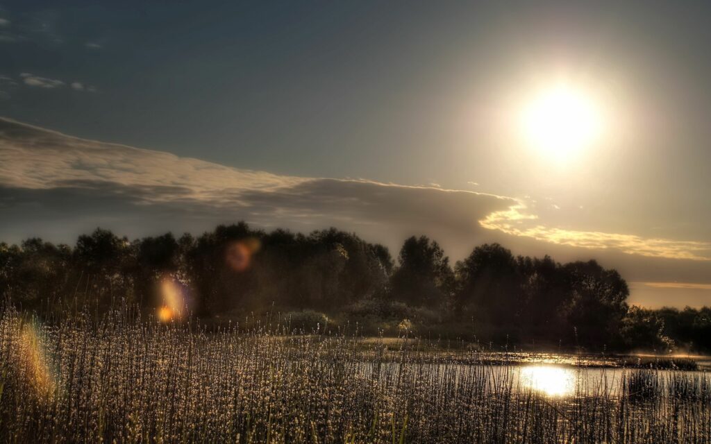 Golden sunlight on tall grass and reflective water with trees under clear sky serene landscape wallpaper