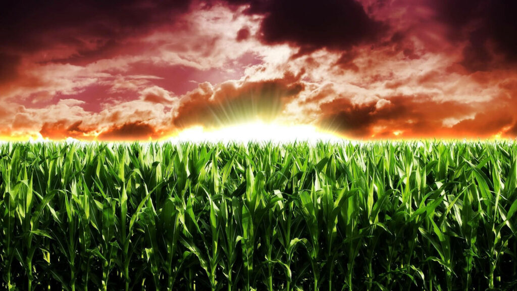 Vibrant cornfield under dramatic sky with golden sunlight breaking through colorful clouds wallpaper