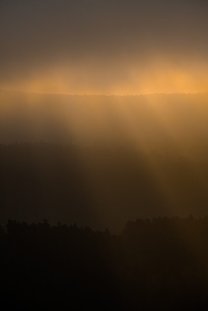 Misty forest with golden sunlight piercing dense fog creating dramatic shadows and warm light Wallpaper