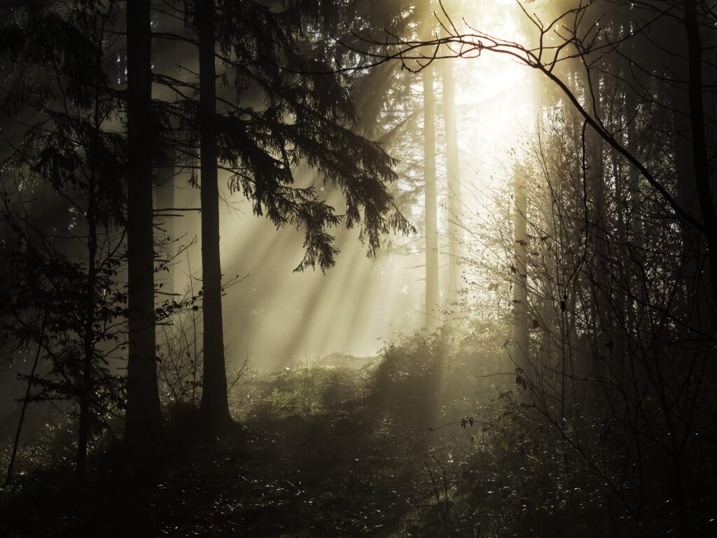 Sunlight piercing misty dense forest trees with golden rays and deep shadows serene woodland Wallpaper