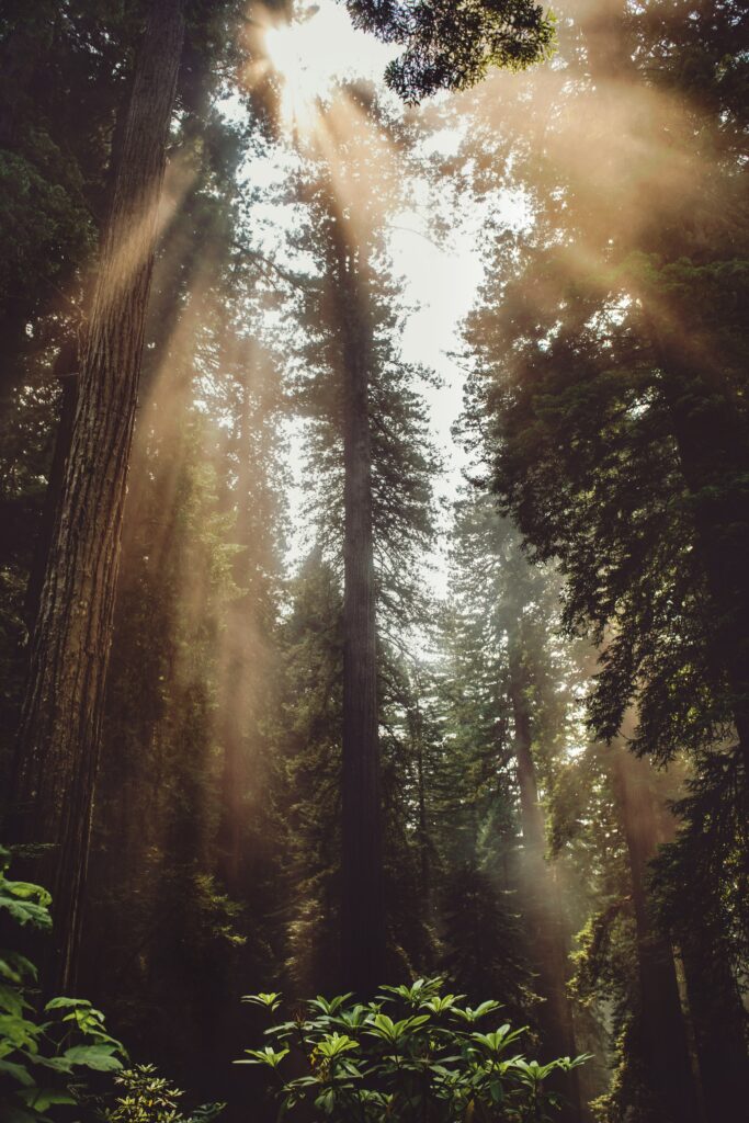 Golden sunlight beams through tall forest trees foggy woodland serene mystical lush greenery wallpaper