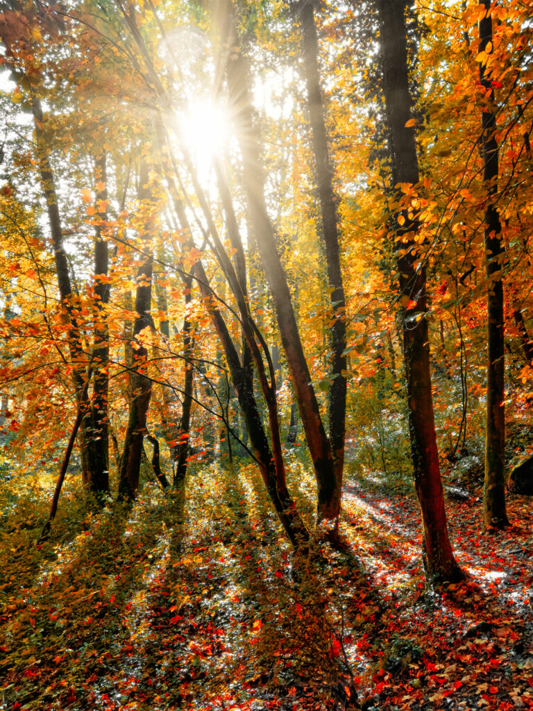 Golden sunlight filters through autumn forest trees with vibrant orange yellow red leaves Wallpaper
