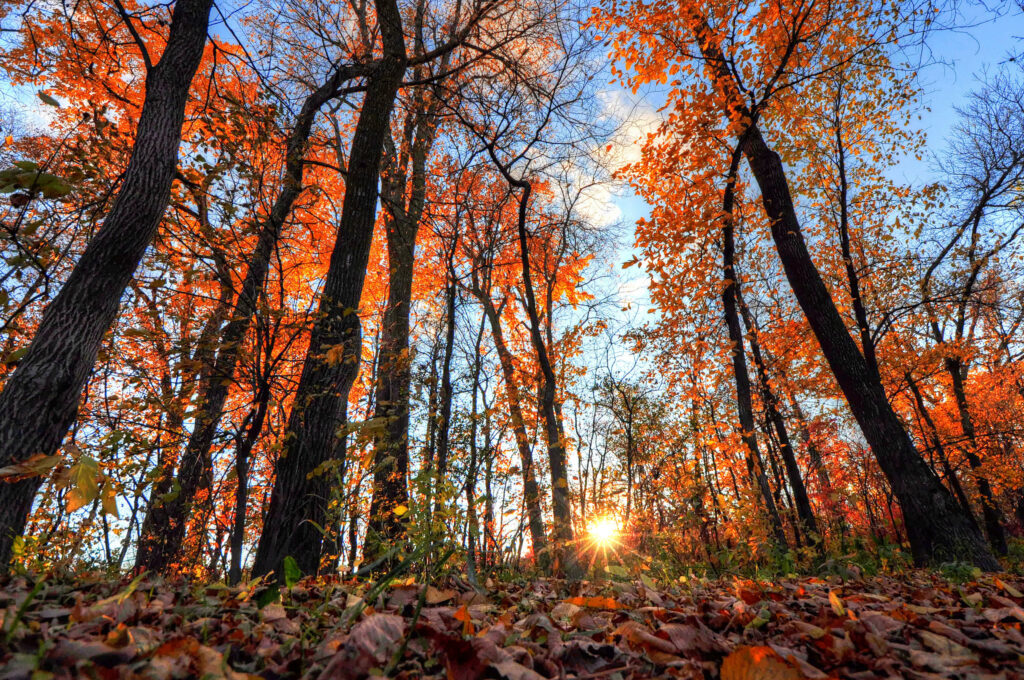 Golden sunlight filtering through autumn forest trees with colorful leaves and leafy ground Wallpaper