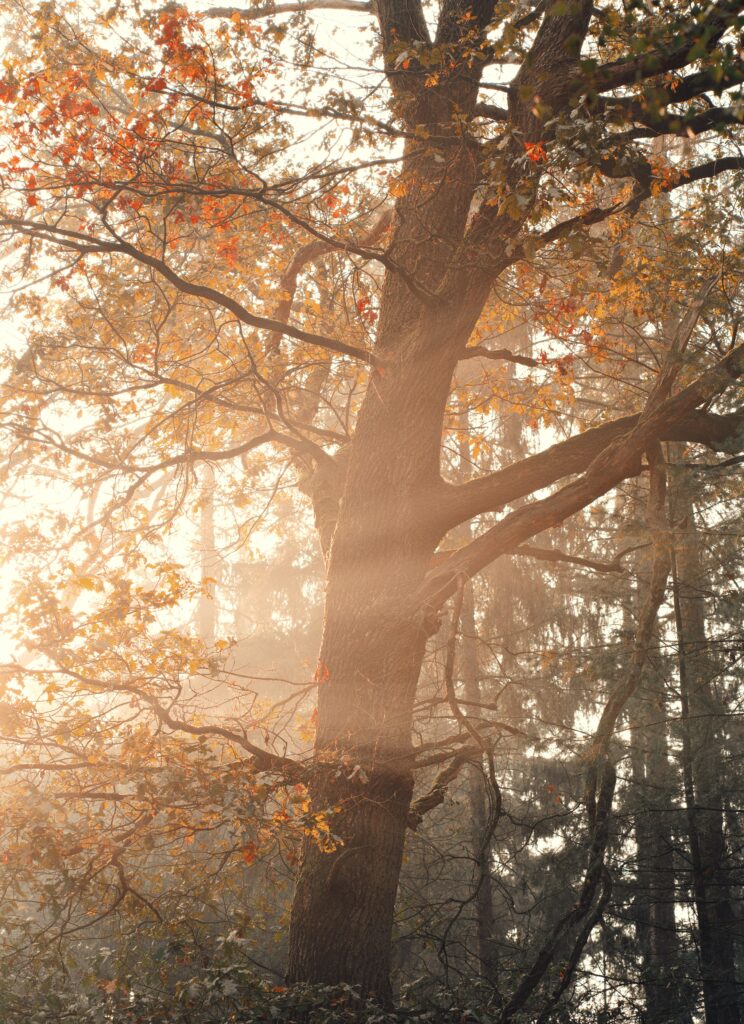 Golden sunlight through autumn leaves on tall tree in serene forest natural wallpaper background