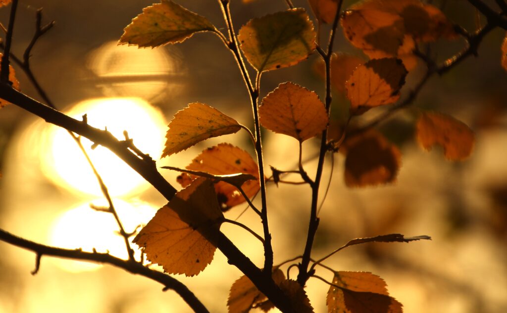 Golden sunlight filtering through autumn leaves and branches creating warm glowing fall wallpaper