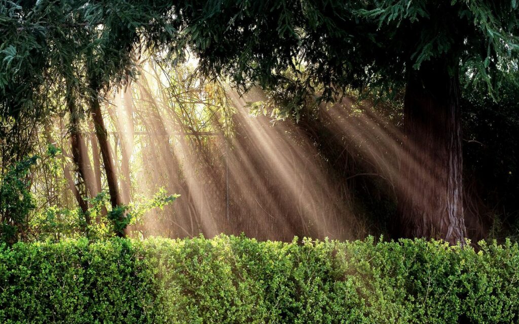 Golden sunlight filters through dense trees and green bushes creating a serene forest scene Wallpaper