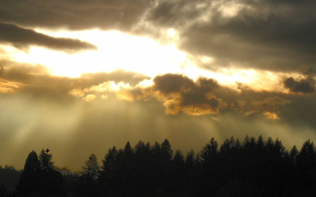Golden sunlight beams through evening clouds over silhouetted tall trees forest at dusk wallpaper