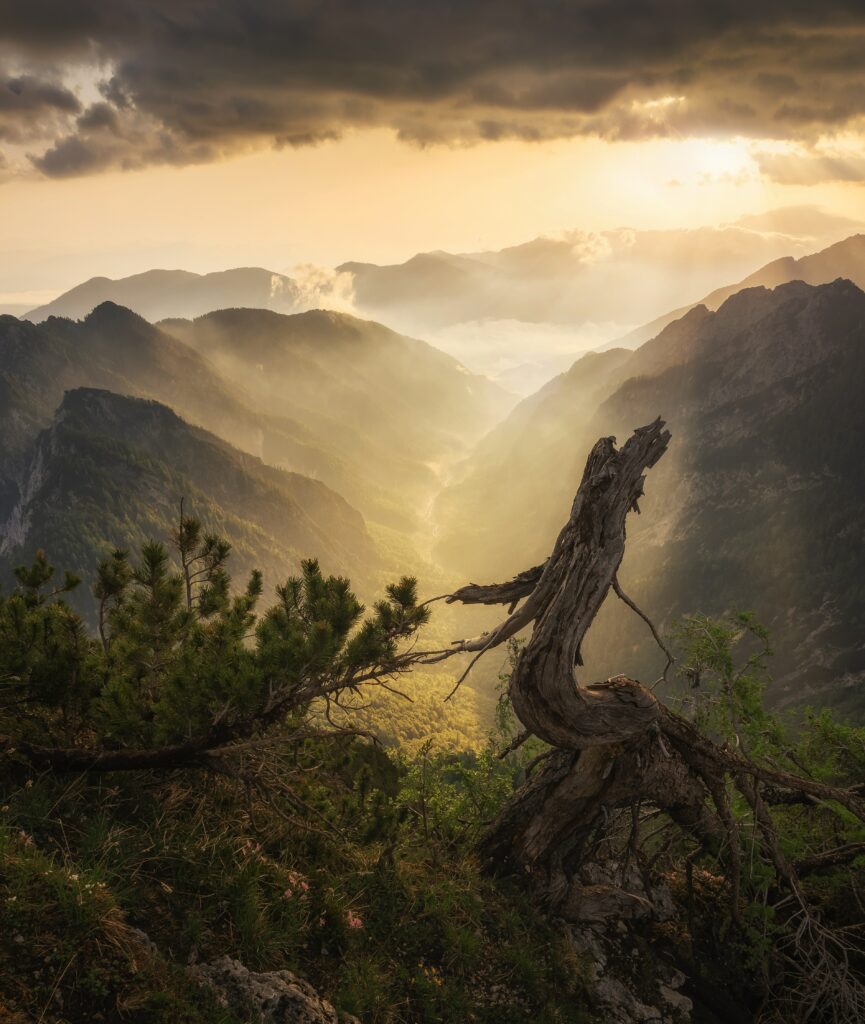 Dramatic foggy mountains with golden sunlight illuminating twisted tree and green foliage wallpaper