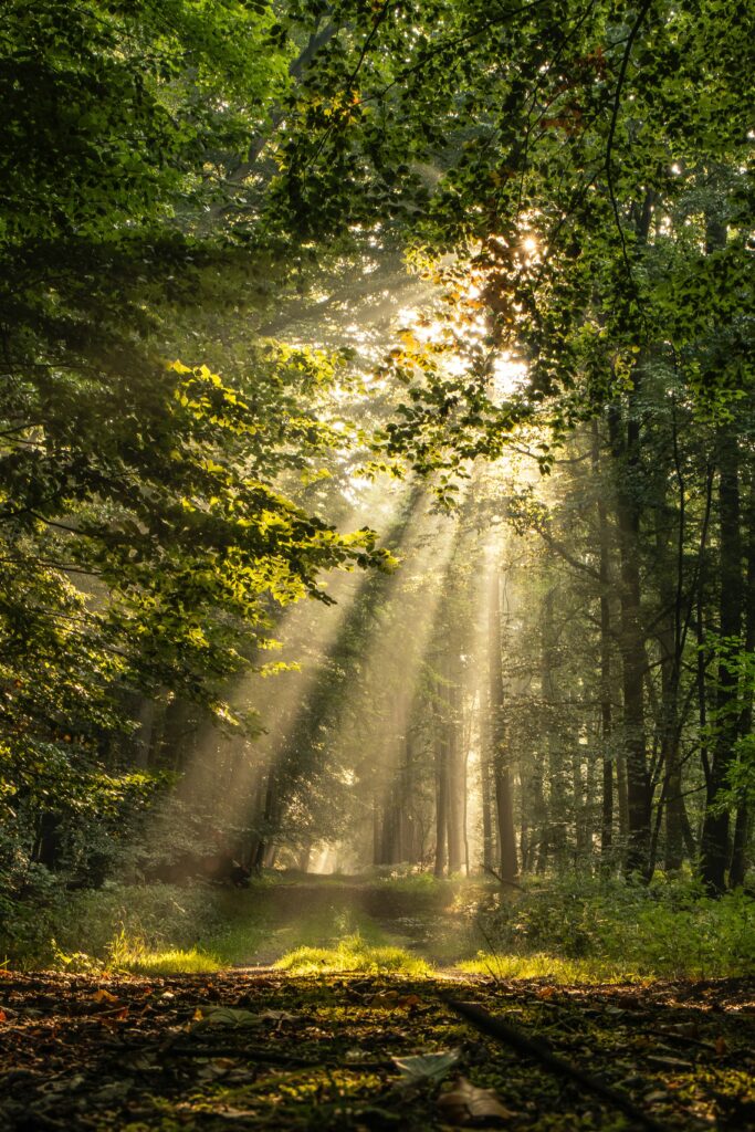 Sunlight streaming through dense forest trees lighting a peaceful green foliage path wallpaper