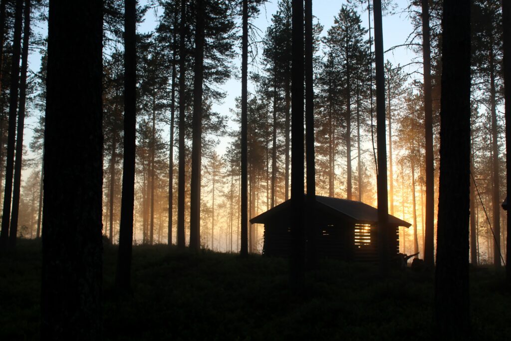 Sunlight filtering through tall forest trees onto a rustic wooden hut in a serene natural retreat Wallpaper