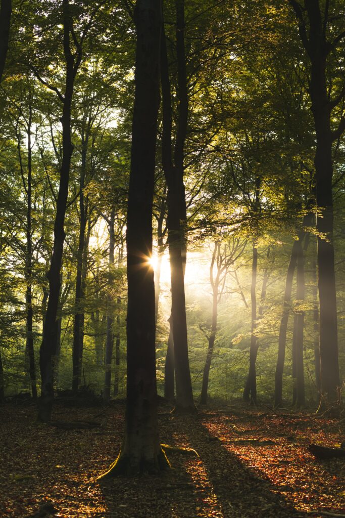 Sunlight filtering through tall forest trees on lush green floor creating peaceful nature scene Wallpaper